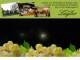Spitz (Wachau) 09.06.2025 01:53