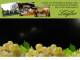 Spitz (Wachau) 14.06.2025 01:53