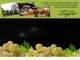 Spitz (Wachau) 11.05.2025 01:54