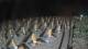 Castiglione della Pescaia 04.07.2025 01:13