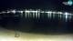 Novaglia (Pago) 15.06.2025 01:26
