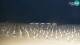 Bibione 12.06.2025 01:32