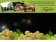 Spitz (Wachau) 10.07.2025 02:59