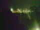 Linley Point 15.06.2025 02:54