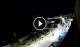 Santa Cesarea Terme 01.05.2025 02:13