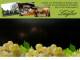 Spitz (Wachau) 12.07.2025 03:53