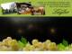 Spitz (Wachau) 06.07.2025 03:53