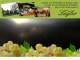 Spitz (Wachau) 14.06.2025 03:53