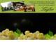 Spitz (Wachau) 11.05.2025 03:54