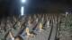 Castiglione della Pescaia 10.07.2025 03:23