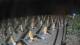 Castiglione della Pescaia 04.07.2025 03:23