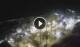 Puerto de la Cruz (Teneriffa) 02.07.2025 03:17