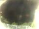 Elba - Morcone 09.06.2025 03:51