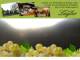 Spitz (Wachau) 30.04.2025 04:54