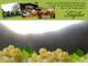 Spitz (Wachau) 10.07.2025 04:53