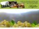 Spitz (Wachau) 12.07.2025 04:53