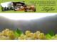 Spitz (Wachau) 09.06.2025 04:53