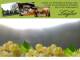 Spitz (Wachau) 09.06.2025 04:53