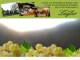 Spitz (Wachau) 11.05.2025 04:54