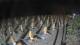 Castiglione della Pescaia 04.07.2025 04:13