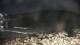 Malpica 14.06.2025 04:27