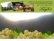Spitz (Wachau) 30.04.2025 05:54
