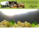 Spitz (Wachau) 04.05.2025 05:54