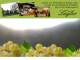 Spitz (Wachau) 09.06.2025 05:53
