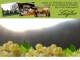 Spitz (Wachau) 14.06.2025 05:53