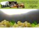 Spitz (Wachau) 11.05.2025 05:54