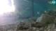 Brijuni 09.05.2025 05:29