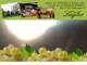 Spitz (Wachau) 30.04.2025 06:54