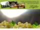 Spitz (Wachau) 10.07.2025 06:53