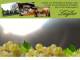 Spitz (Wachau) 12.07.2025 06:53