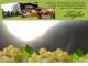 Spitz (Wachau) 04.05.2025 06:54