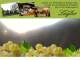 Spitz (Wachau) 09.06.2025 06:53