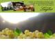 Spitz (Wachau) 14.06.2025 06:53
