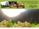 Spitz (Wachau) 11.05.2025 06:54