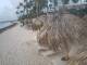 Punta Cana 12.07.2025 06:13