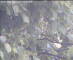 Wyk auf Föhr 09.06.2025 06:49