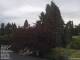 Son en Breugel 15.06.2025 07:46