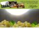 Spitz (Wachau) 30.04.2025 07:54