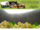 Spitz (Wachau) 04.05.2025 07:54
