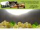 Spitz (Wachau) 11.05.2025 07:54