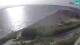 Nin 09.06.2025 07:54