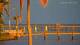 Bokeelia, Florida 15.06.2025 07:01