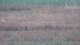 Les Landes-Genusson 05.07.2025 07:16