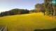 Sorica 06.07.2025 07:29