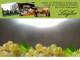 Spitz (Wachau) 30.04.2025 08:54
