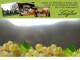 Spitz (Wachau) 04.05.2025 08:54